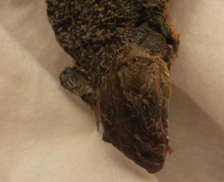 Identificazione di lacertide morto